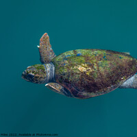 Buy canvas prints of Loggerhead sea turtles by Richie Miles