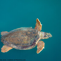 Buy canvas prints of Loggerhead sea turtles by Richie Miles