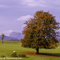 Buy canvas prints of Autumnal tree by Richie Miles