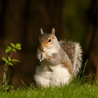 Buy canvas prints of Squirrel  eating nuts in Saltwell Park by Richie Miles