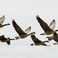 Buy canvas prints of Canada Geese in Flight by Tim O'Brien
