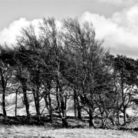 Buy canvas prints of Trees Windswept Black and White by Tim O'Brien