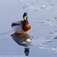 Buy canvas prints of Mallard Duck on Ice by Tim O'Brien