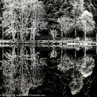 Buy canvas prints of Glencoe Lochan Silver Trees by Tim O'Brien