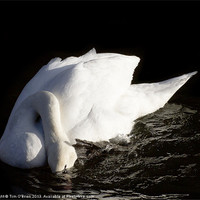 Buy canvas prints of Swan Ducking Head by Tim O'Brien