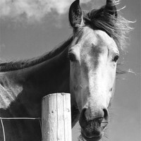 Buy canvas prints of Horse Portrait by Tim O'Brien