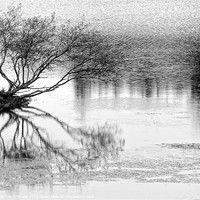 Buy canvas prints of Tree Surviving on Water by Tim O'Brien