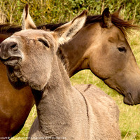 Buy canvas prints of Friendship Horse and Donkey by Tim O'Brien