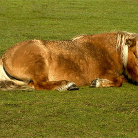 Buy canvas prints of New Forest Pony Enjoying Sun by Tim O'Brien