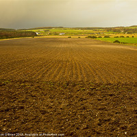Buy canvas prints of Ploughed Field in Winter Light by Tim O'Brien