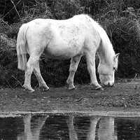 Buy canvas prints of Grey Mare New Forest by Tim O'Brien