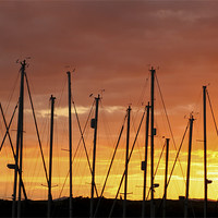 Buy canvas prints of Sunset Silhouetting Masts of Yachts by Tim O'Brien