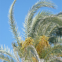 Buy canvas prints of Date Palm by James Hogarth