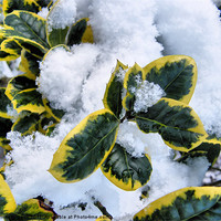 Buy canvas prints of Snow Covered Holly by James Hogarth