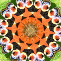 Buy canvas prints of Peacock Butterfly Kaleidoscope by James Hogarth