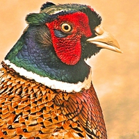 Buy canvas prints of Colourful Cock Pheasant by James Hogarth