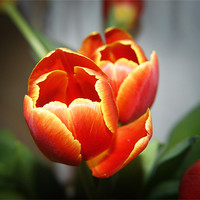Buy canvas prints of Tulips by michelle stevens