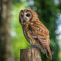 Buy canvas prints of Tawny Owl by Steve Liptrot