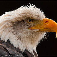 Buy canvas prints of Bald Eagle (Haliaeetus leucocephalus) by Steve Liptrot