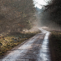 Buy canvas prints of The Forest of Dean by Steve Liptrot