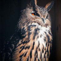 Buy canvas prints of Eurasian Eagle-Owl (Bubo bubo) by Steve Liptrot