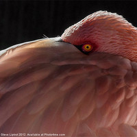 Buy canvas prints of Greater Flamingo (Phoenicopterus roseus) by Steve Liptrot