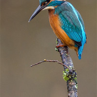 Buy canvas prints of Common Kingfisher (Alcedo atthis) by Steve Liptrot