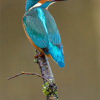 Buy canvas prints of Common Kingfisher (Alcedo atthis) by Steve Liptrot