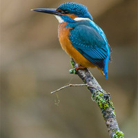Buy canvas prints of The Common Kingfisher (Alcedo atthis) by Steve Liptrot