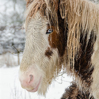 Buy canvas prints of Winter Horse by Steve Liptrot