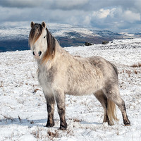 Buy canvas prints of Welsh Mountain Pony by Steve Liptrot