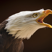 Buy canvas prints of Bald eagle (Haliaeetus leucocephalus) by Steve Liptrot
