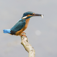 Buy canvas prints of  Common kingfisher (Alcedo atthis) by Steve Liptrot