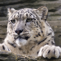 Buy canvas prints of  Snow leopard (Panthera uncia) by Steve Liptrot