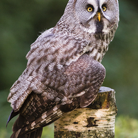 Buy canvas prints of  Great grey owl (Strix nebulosa) by Steve Liptrot