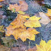 Buy canvas prints of  Autumn by Steve Liptrot
