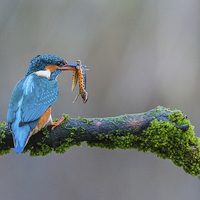 Buy canvas prints of  The common kingfisher (Alcedo atthis) by Steve Liptrot
