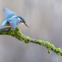 Buy canvas prints of  The Common Kingfisher (Alcedo atthis) by Steve Liptrot