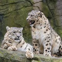 Buy canvas prints of  Snow leopards (Panthera uncia) by Steve Liptrot