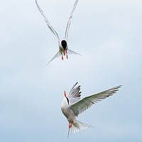 Buy canvas prints of Common Terns by Steve Liptrot
