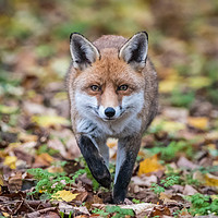 Buy canvas prints of Red fox (Vulpes vulpes) by Steve Liptrot