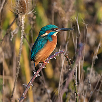 Buy canvas prints of Common kingfisher (Alcedo atthis) by Steve Liptrot
