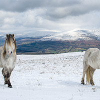 Buy canvas prints of Welsh mountain ponies by Steve Liptrot
