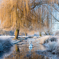Buy canvas prints of Winter in Bushy Park by Steve Liptrot