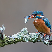 Buy canvas prints of Common kingfisher (Alcedo atthis) by Steve Liptrot