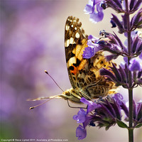 Buy canvas prints of Painted Lady by Steve Liptrot