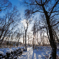 Buy canvas prints of Woodland Path in Winter by Helen McAteer