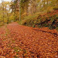 Buy canvas prints of Woodland Path in Autumn by Helen McAteer