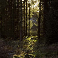 Buy canvas prints of Forest Path by Helen McAteer
