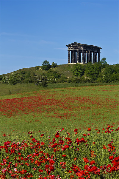 Penshaw Monument Poppies Picture Board by Kevin Tate